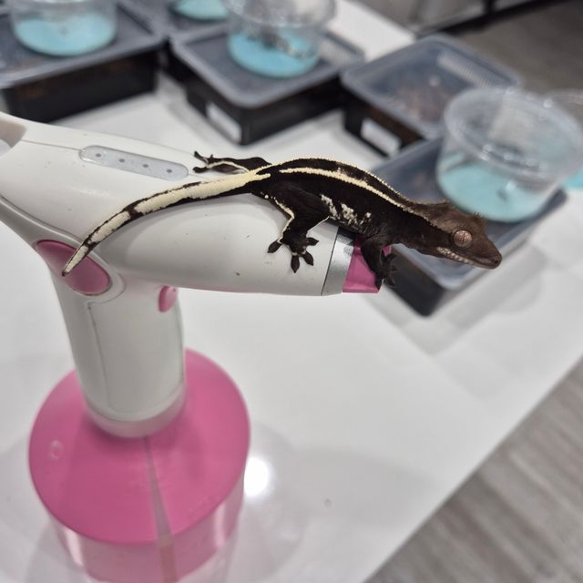 아잔틱