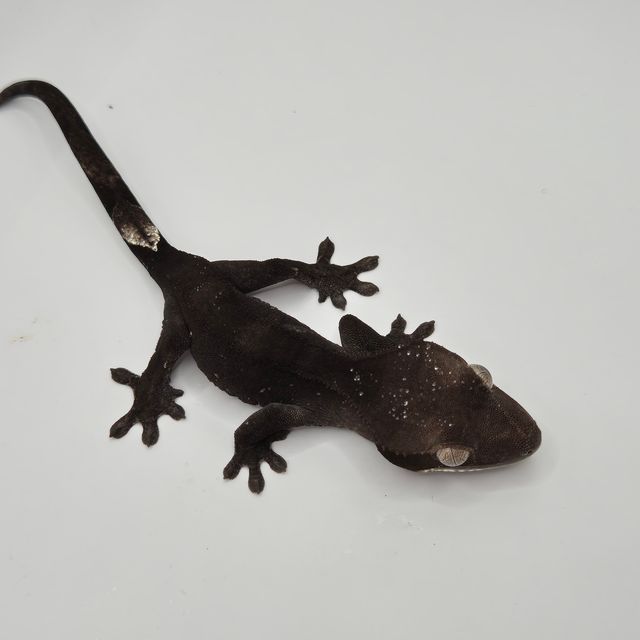 아잔틱