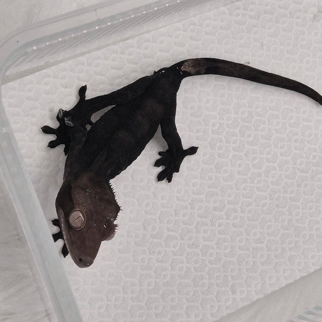 100%헷아잔틱 챠콜 카푸치노