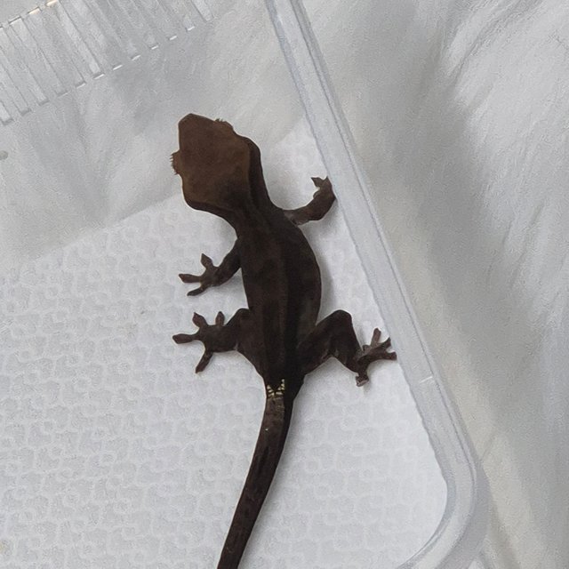 카푸치노 챠콜
