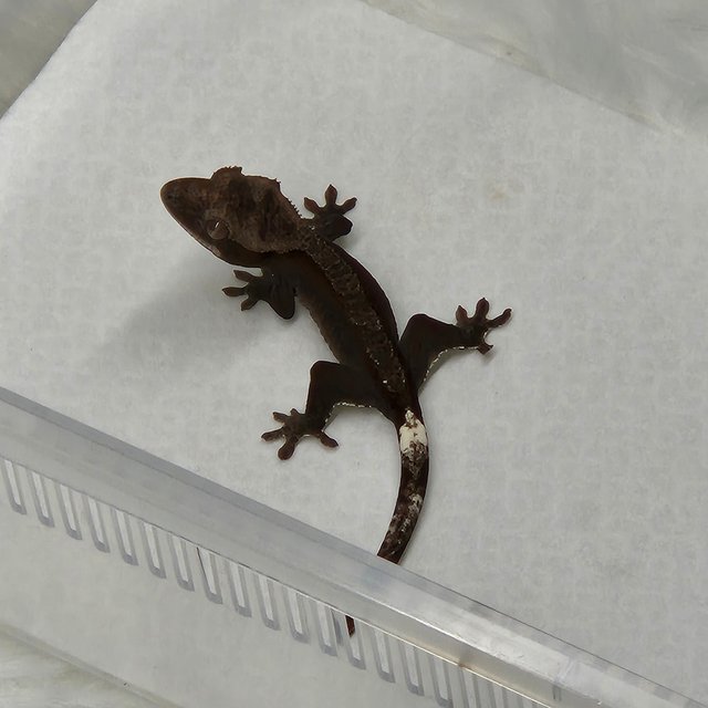 아잔틱 챠콜