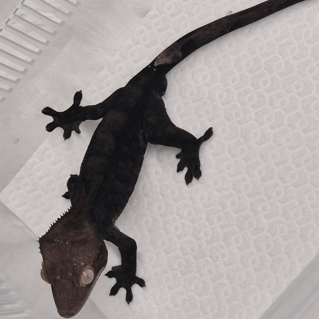 100%헷아잔틱 챠콜 카푸치노