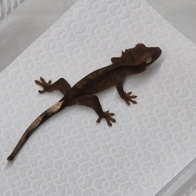 카푸치노 챠콜