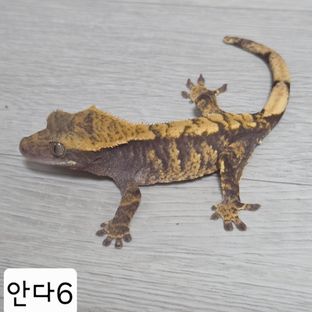 100%헷아잔틱