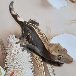 자수정