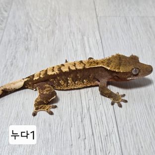 100%헷아잔틱