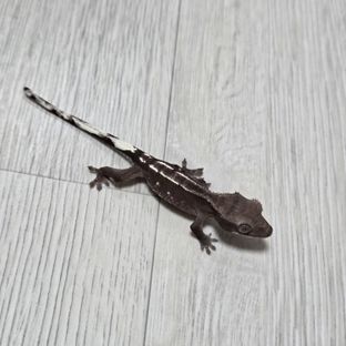 아잔틱