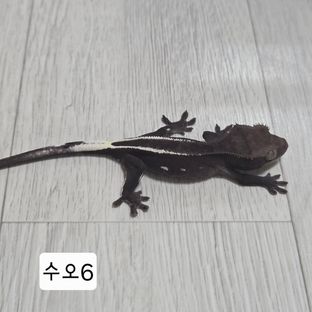아잔틱