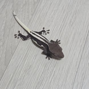 릴잔틱