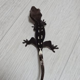 가다1