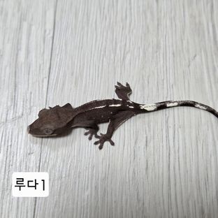 아잔틱