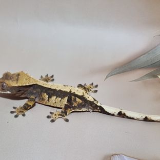 가넷