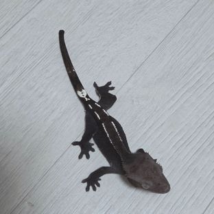 아잔틱