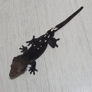 아잔틱
