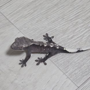 아잔틱