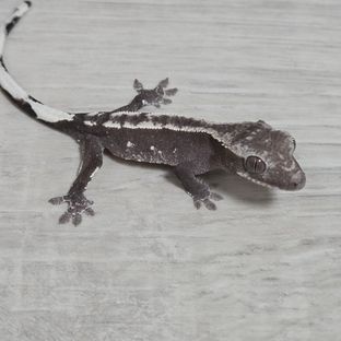 아잔틱