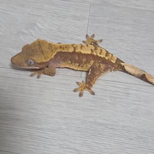 100%헷아잔틱