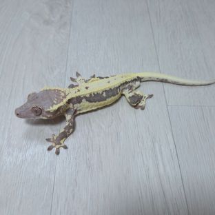 프라푸치노