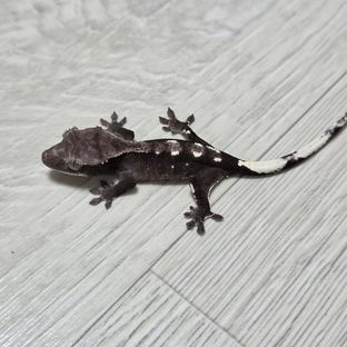 아잔틱