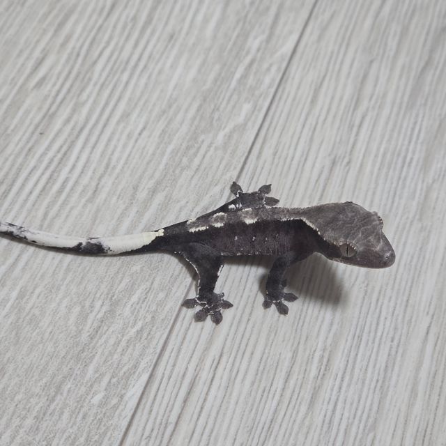 아잔틱