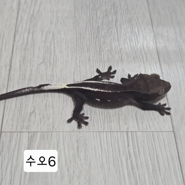 아잔틱
