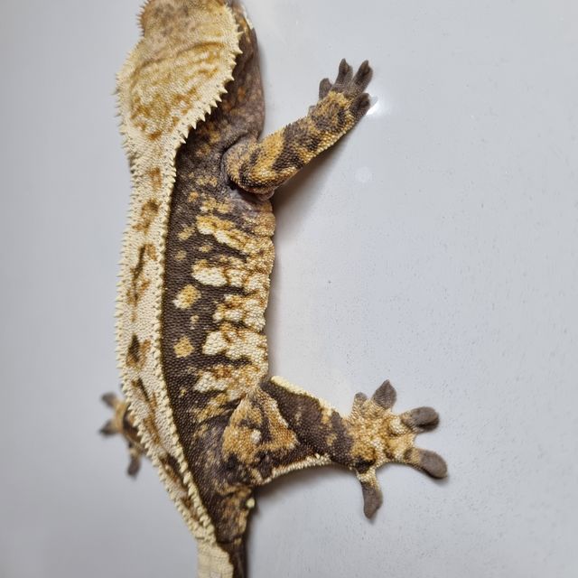 트라이