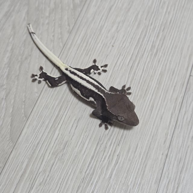 릴잔틱