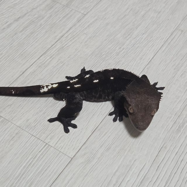 아잔틱
