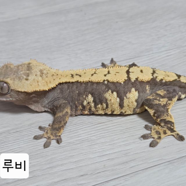 100%헷아잔틱