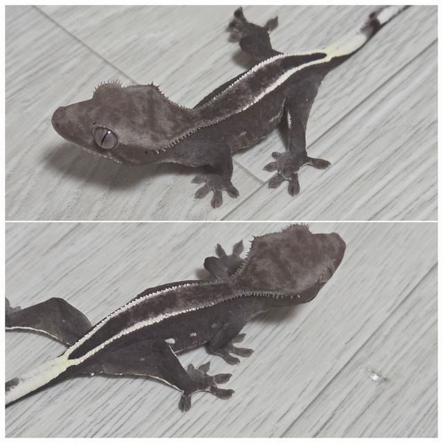 아잔틱