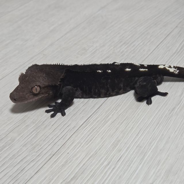 아잔틱