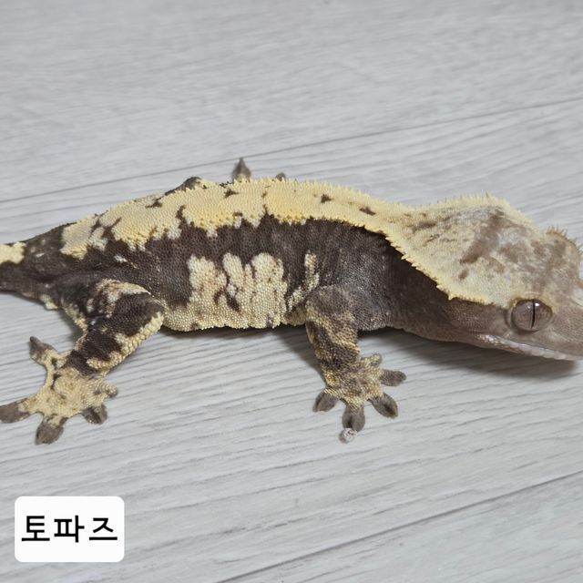 100%헷아잔틱