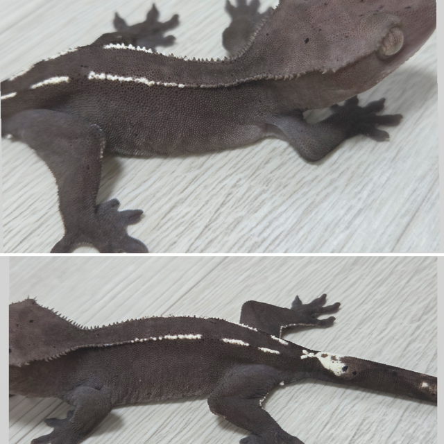 아잔틱