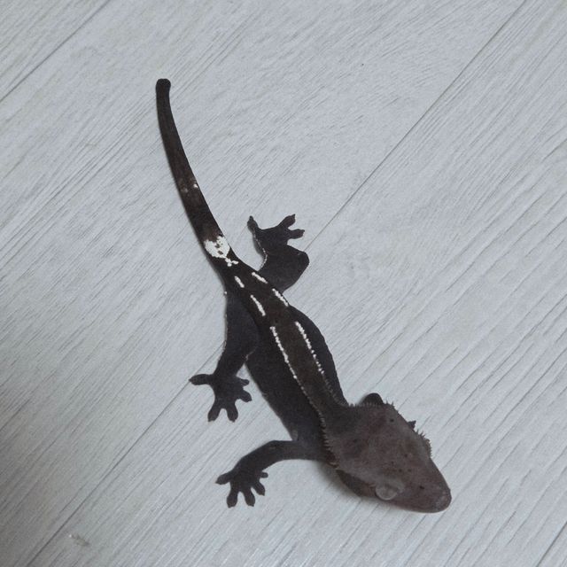 아잔틱