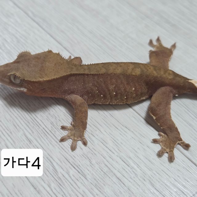 100%헷아잔틱