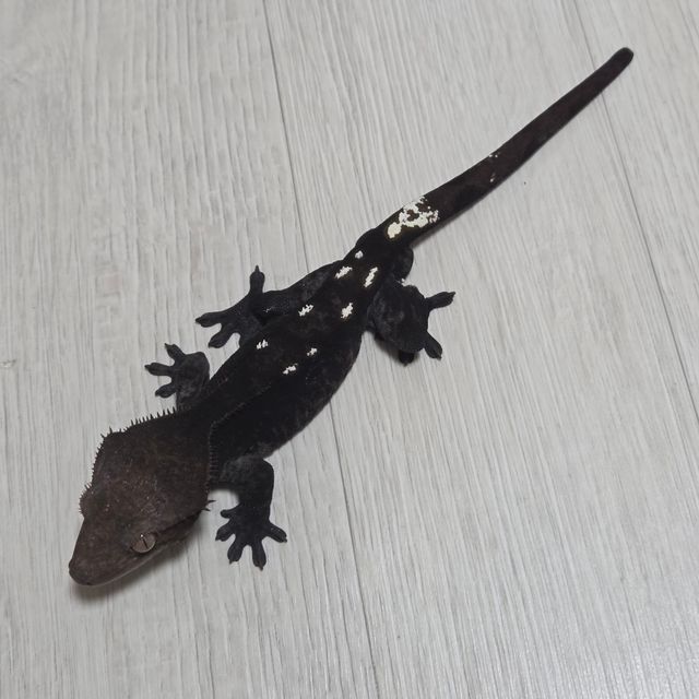 아잔틱