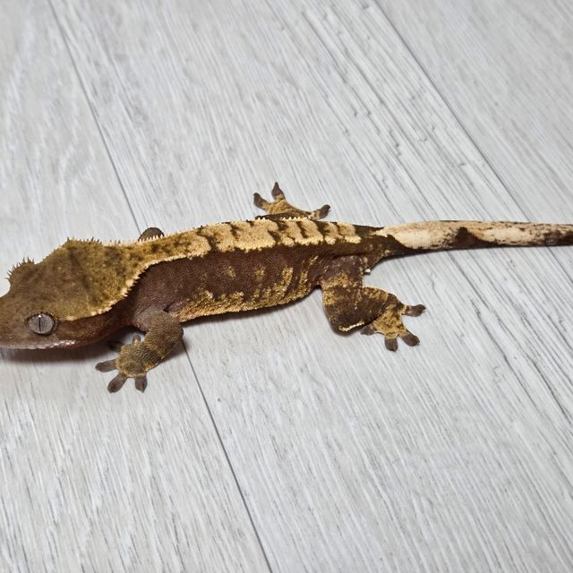 100%헷아잔틱