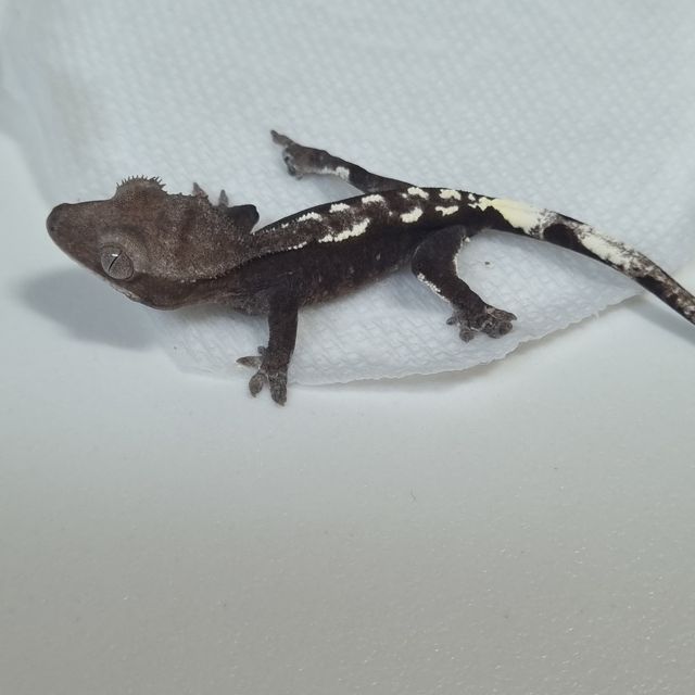 아잔틱