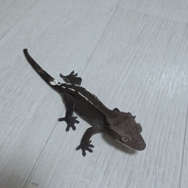 아잔틱