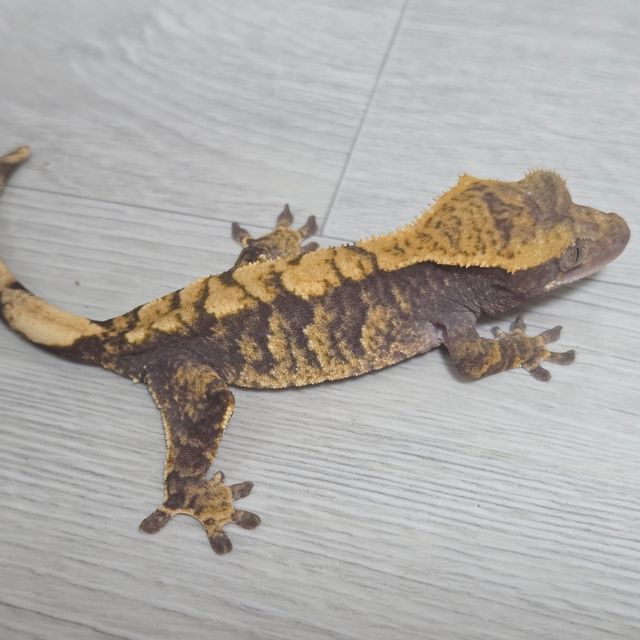 100%헷아잔틱