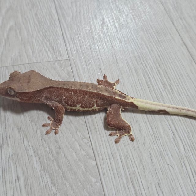 릴리100%헷아잔틱