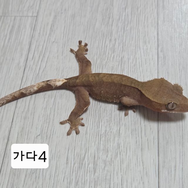 100%헷아잔틱