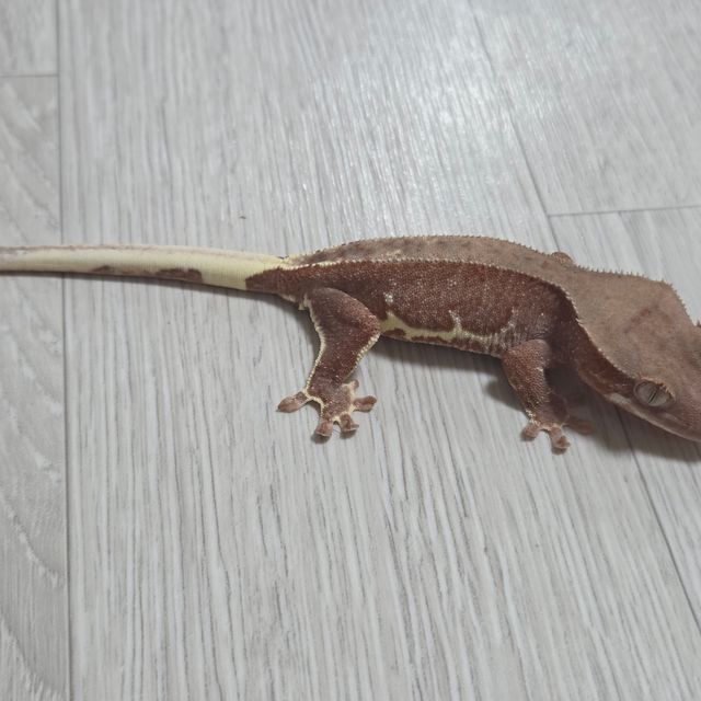 릴리100%헷아잔틱