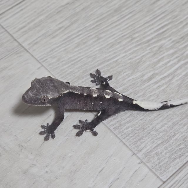 아잔틱