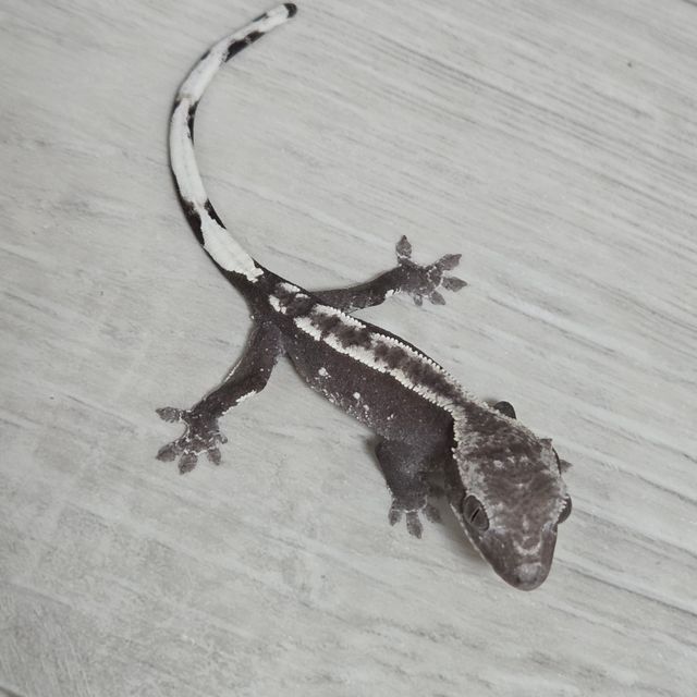 아잔틱