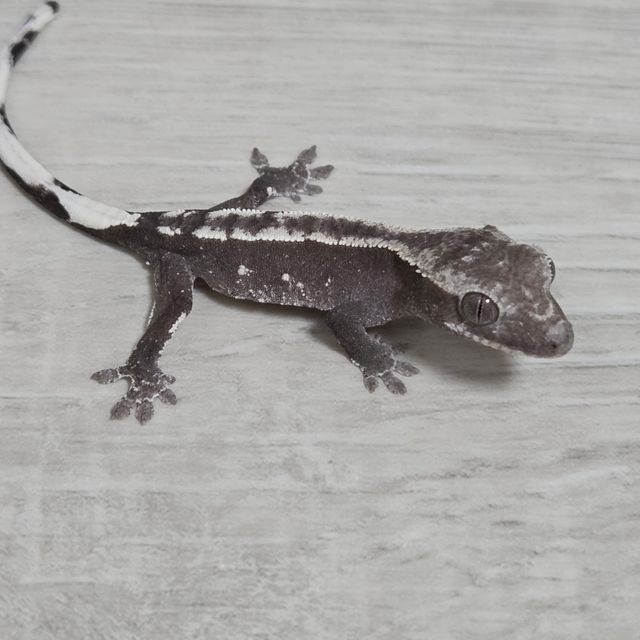 아잔틱