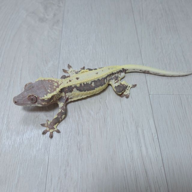 프라푸치노
