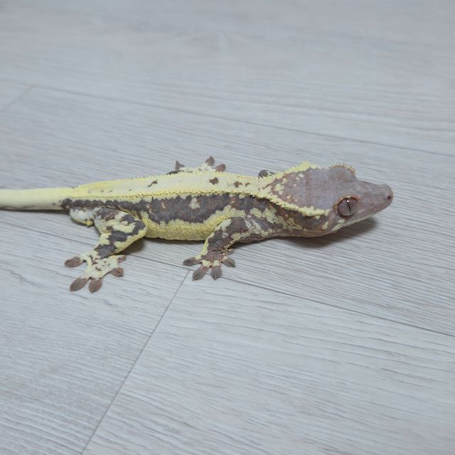 프라푸치노