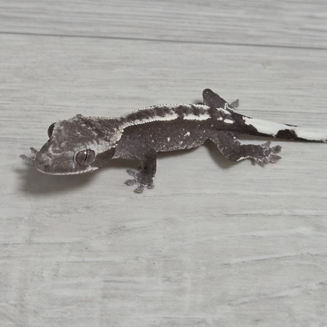 아잔틱