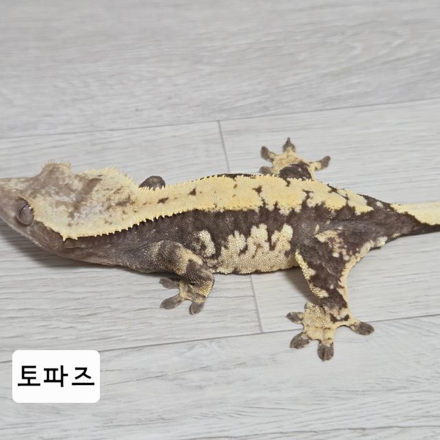 100%헷아잔틱